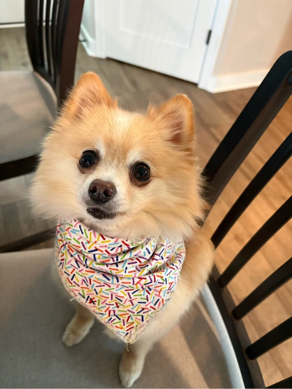 White Sassy Woof Sprinkle Bandana size small